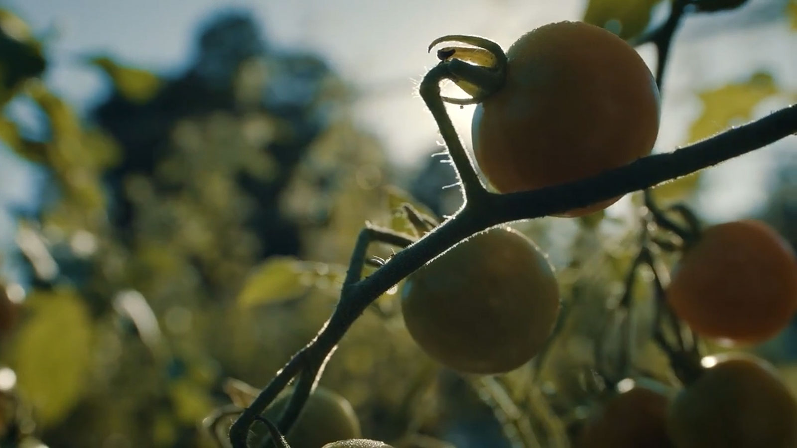 Still frame from Digital Craftsmen Series: Fullness Farm